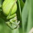 Micrommata virescens